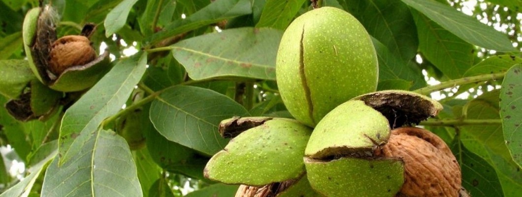 Tarımsal Bilgiye Erişim: Çiftçinin En Güçlü Silahı