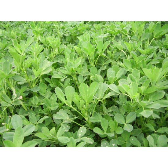 YONCA TOHUMU ELÇİ 1 KG KAPLANMIŞ TOHUM YONCA TOHUMU ELÇİ 1 KG KAPLANMIŞ TOHUM
